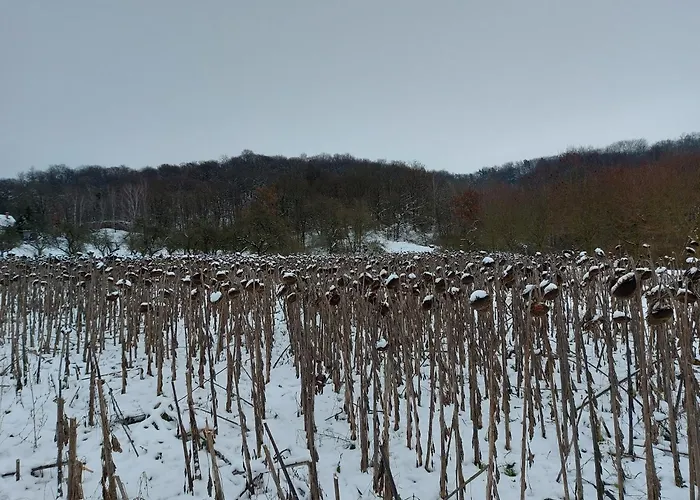 شقة 'fruehauf' Im Suedharz Ot *